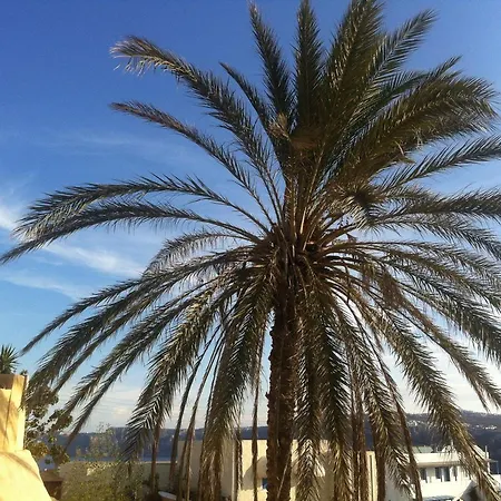 The Palm Tree * Ακρωτήρι